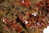 Fiery Red Wulfenite Crystal Cluster - Kuruktag Mountains, China #337088-1